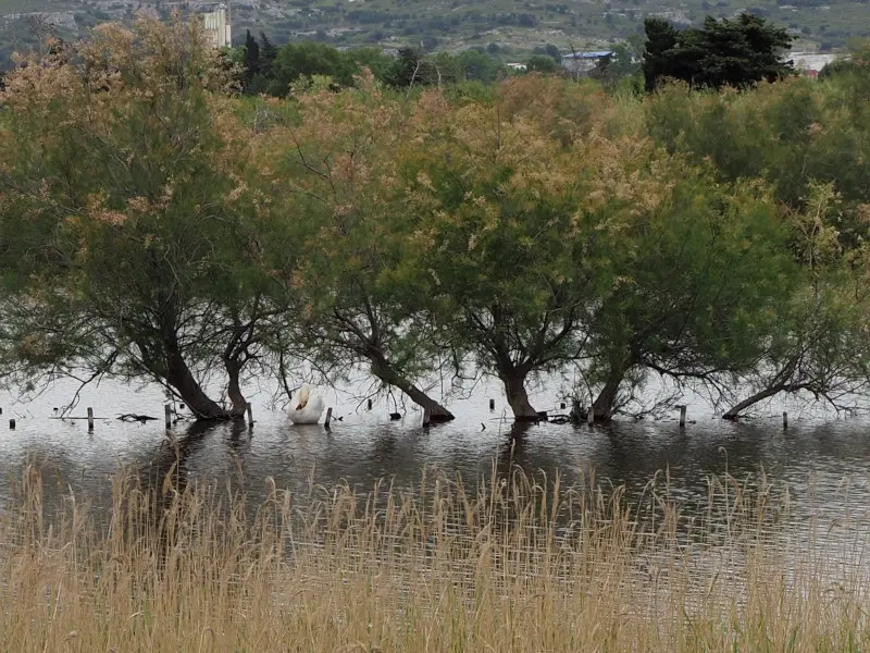 Cygne tuberculeux Étang de Bolmon © Muséum d'Histoire Naturelle de Marseille (MHNM)