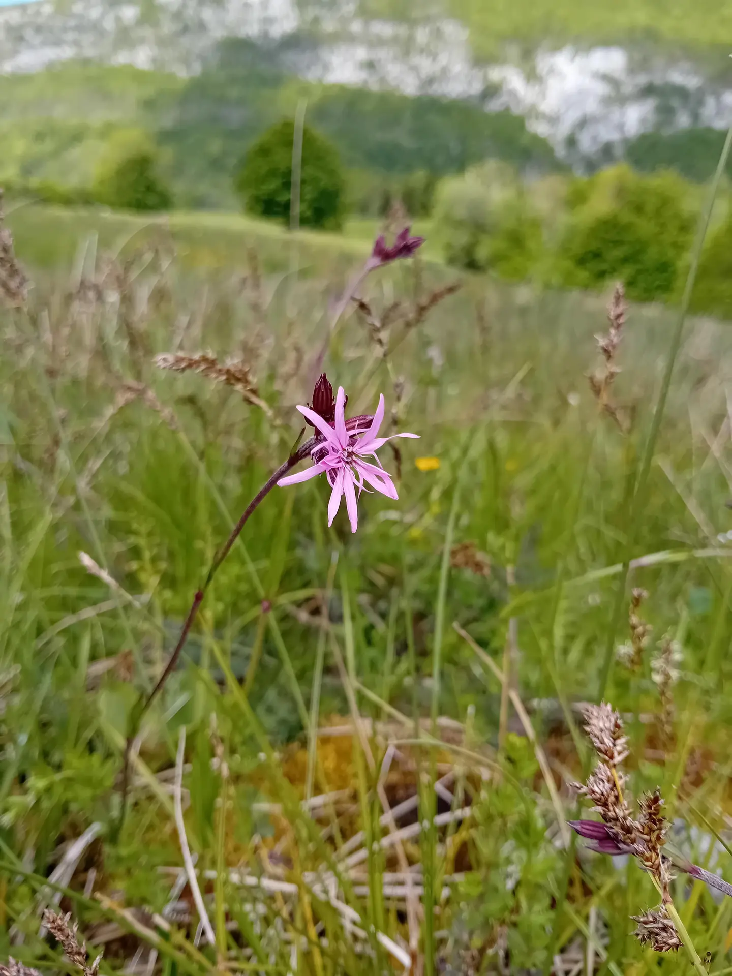 Lychnis fleur de coucou
