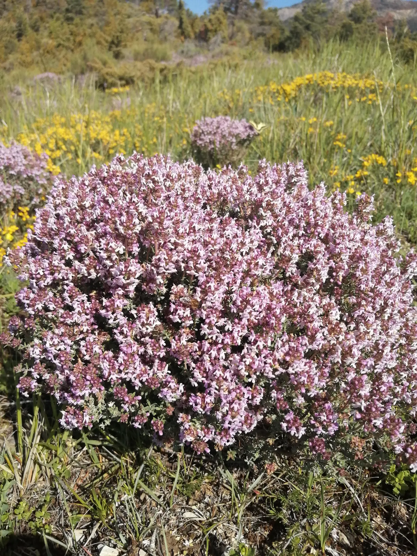 fleurs