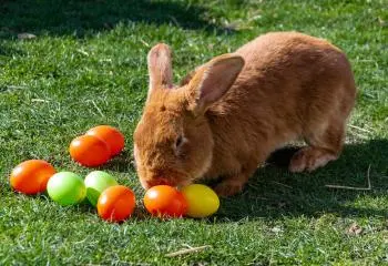 Chasse aux œufs à la Ferme de Saint-Denis