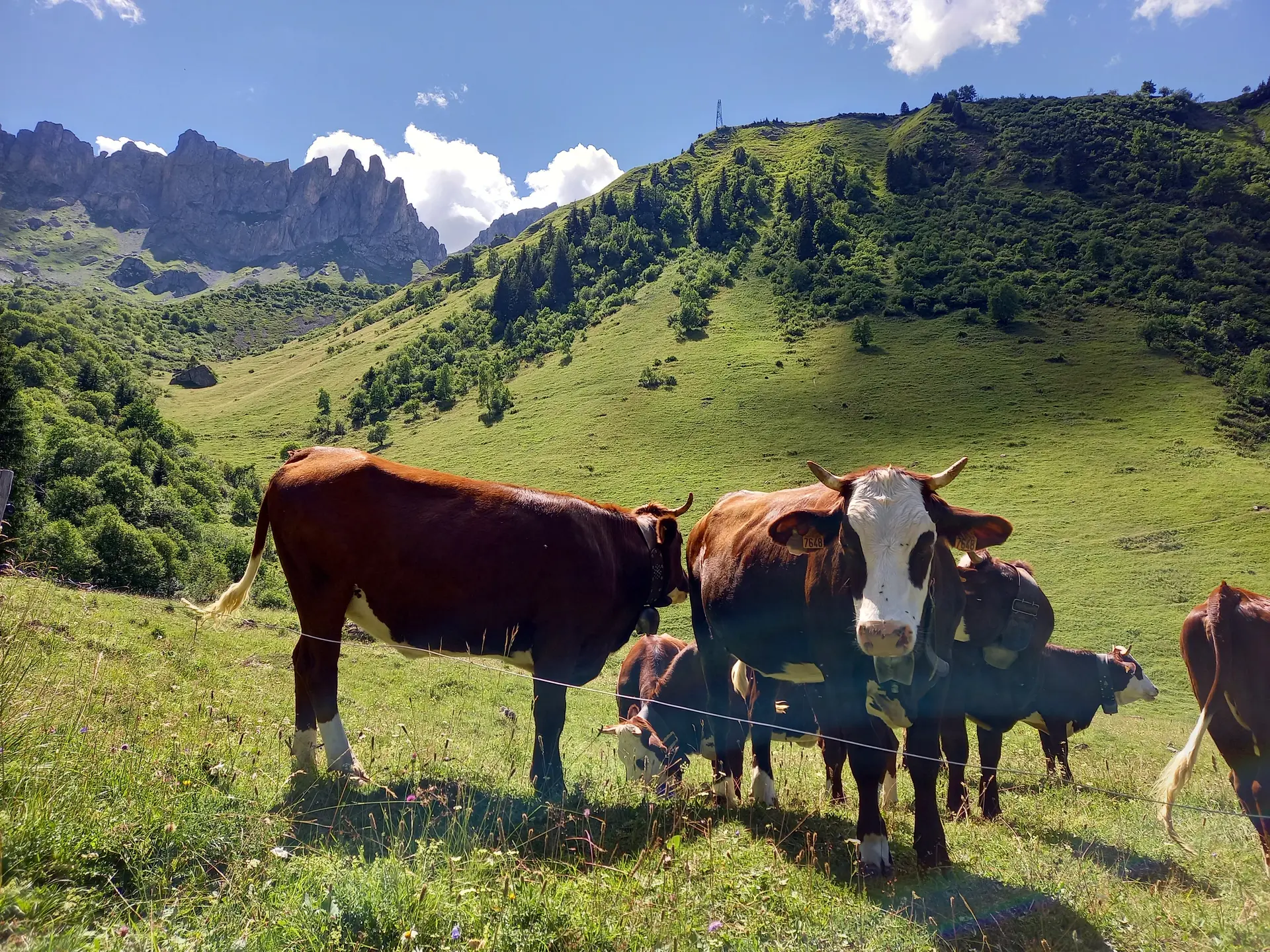 Abondances en alpage