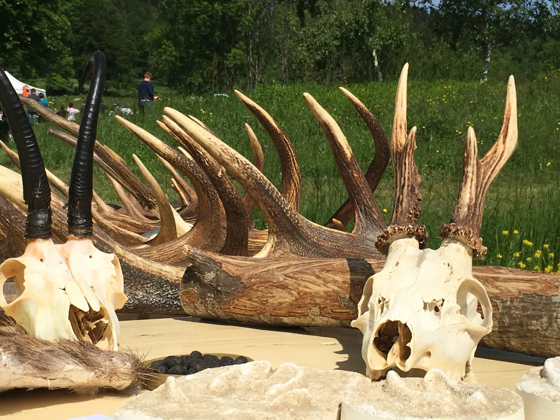 Stand animaux Eric Mouchet AEM