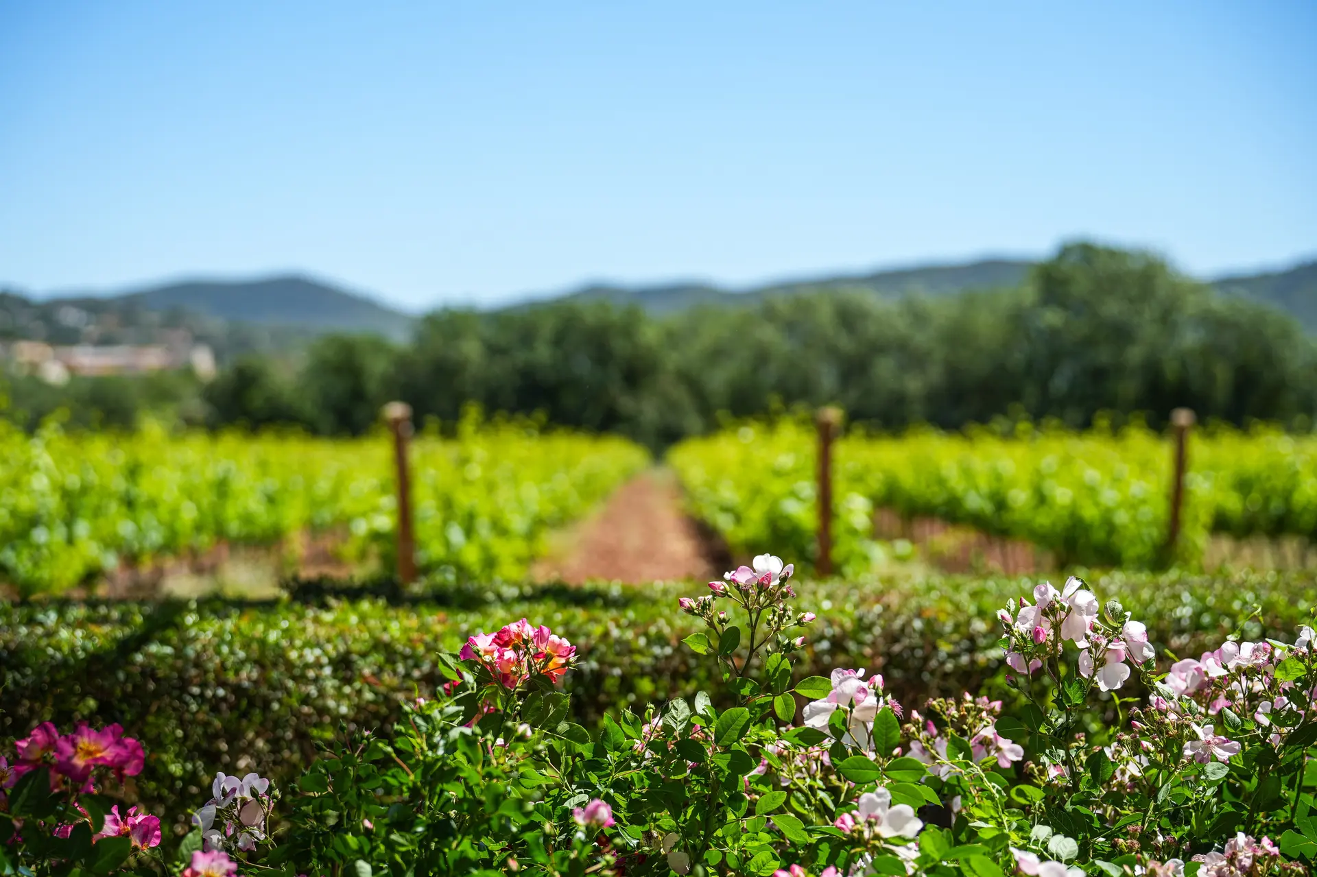 Vignobles en Scène au Château la Gordonne