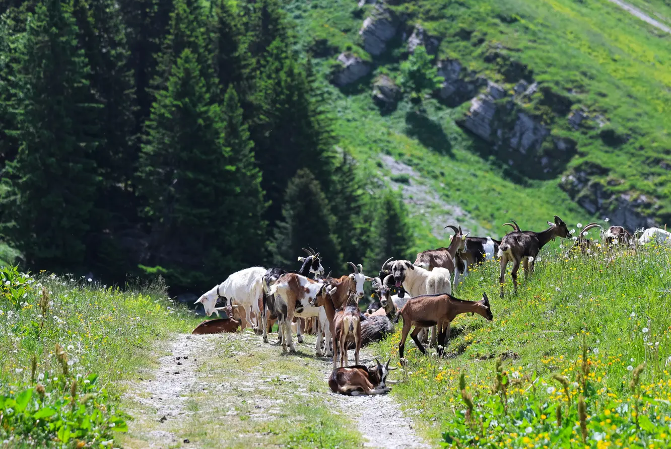 Projection d'un film autour du pastoralisme_Faverges-Seythenex