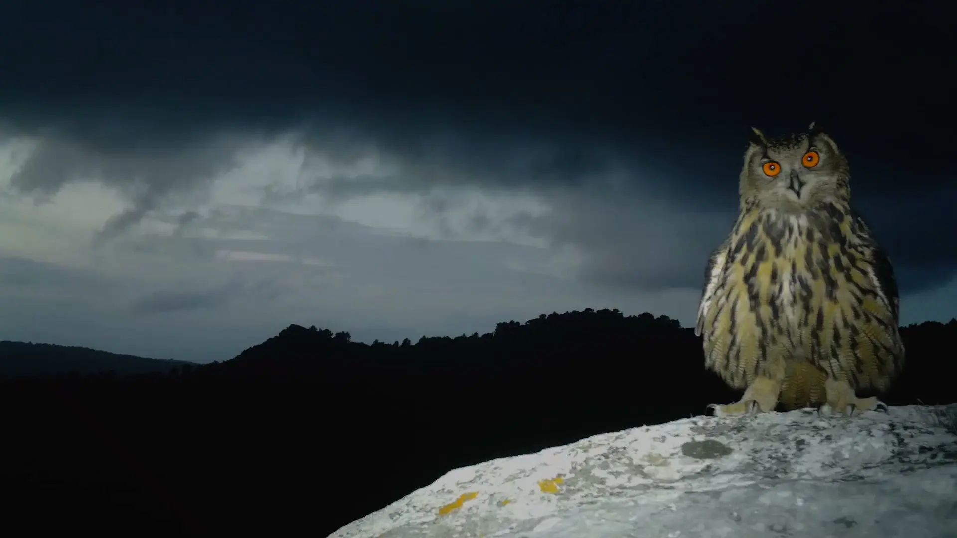 Balade nocturne Promenons-nous dans les bois Pierrefeu du Var