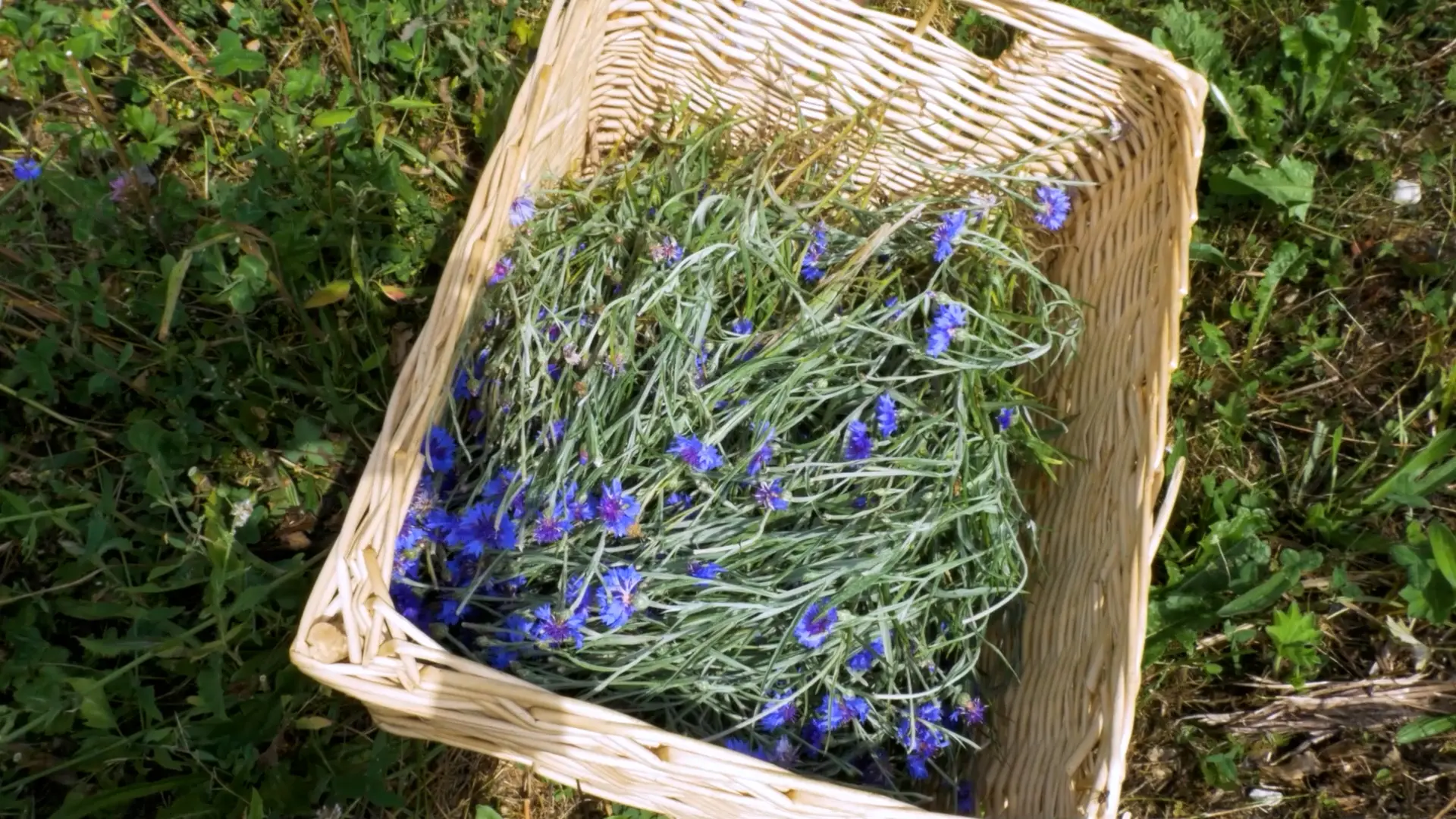 Cueillettes vivantes