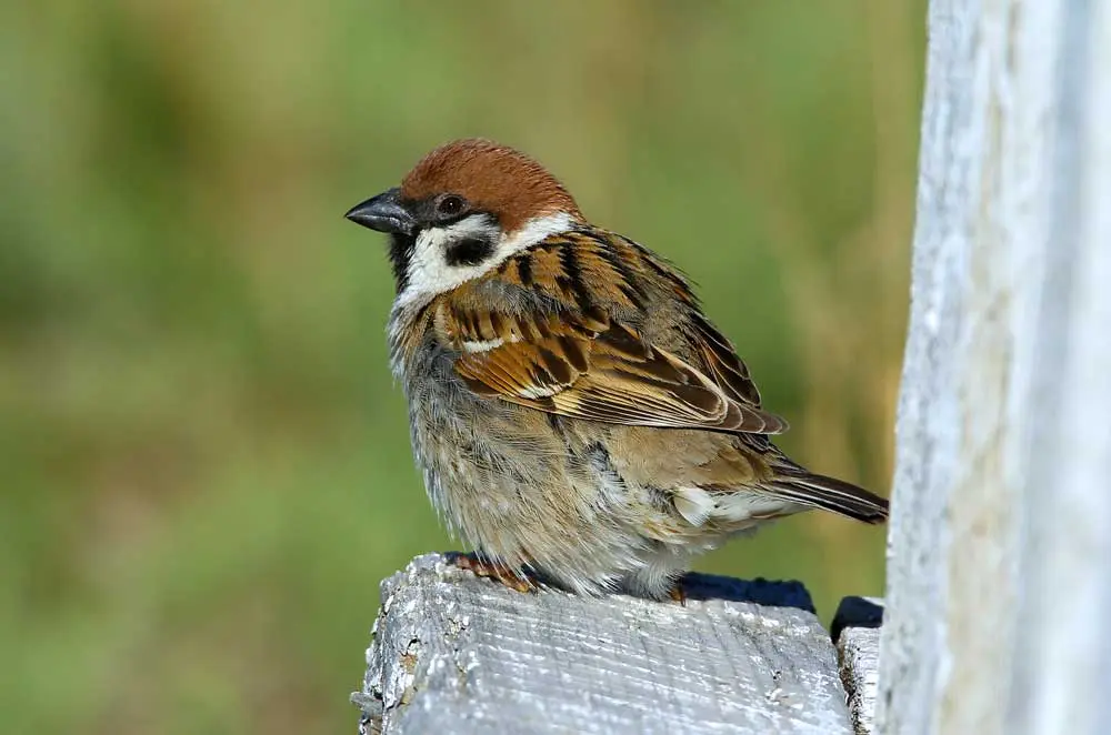 Le moineau friquet, un oiseau emblématique de nos villes provençales