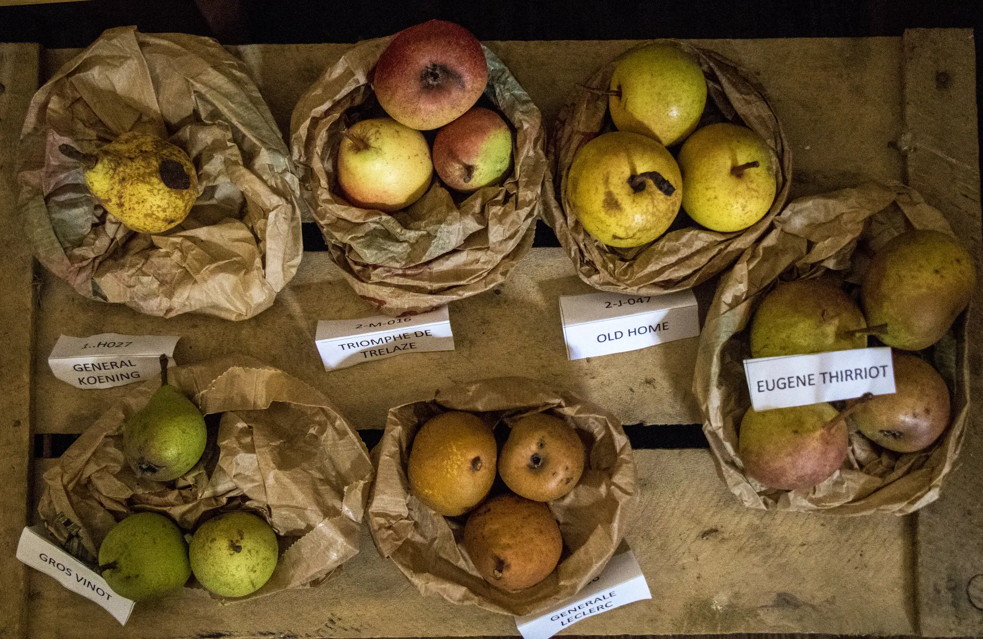 Exposition de variété anciennes de fruits