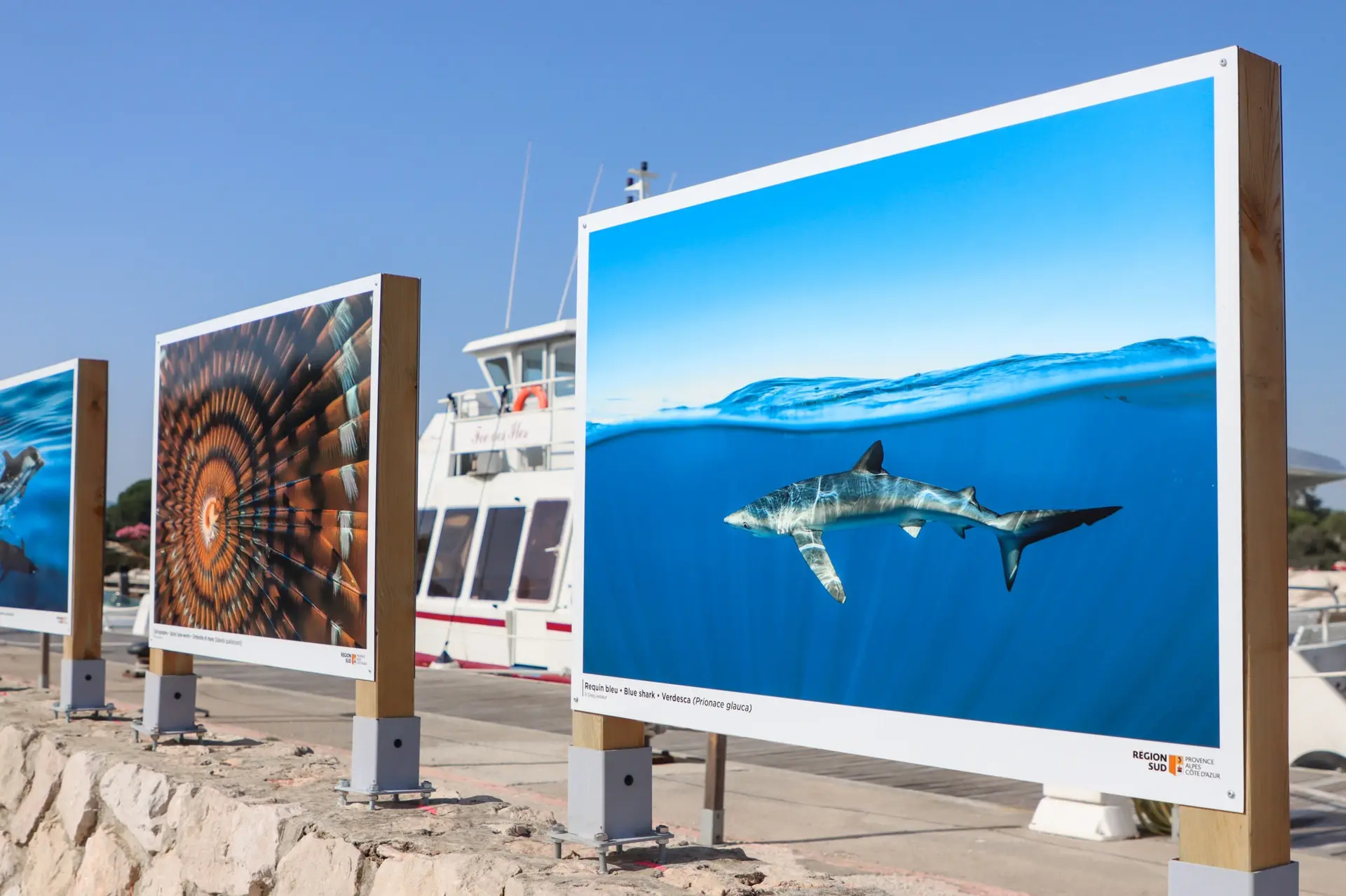 Le monde sous-marin en photos -Greg Lecoeur à La Londe-les-Maures