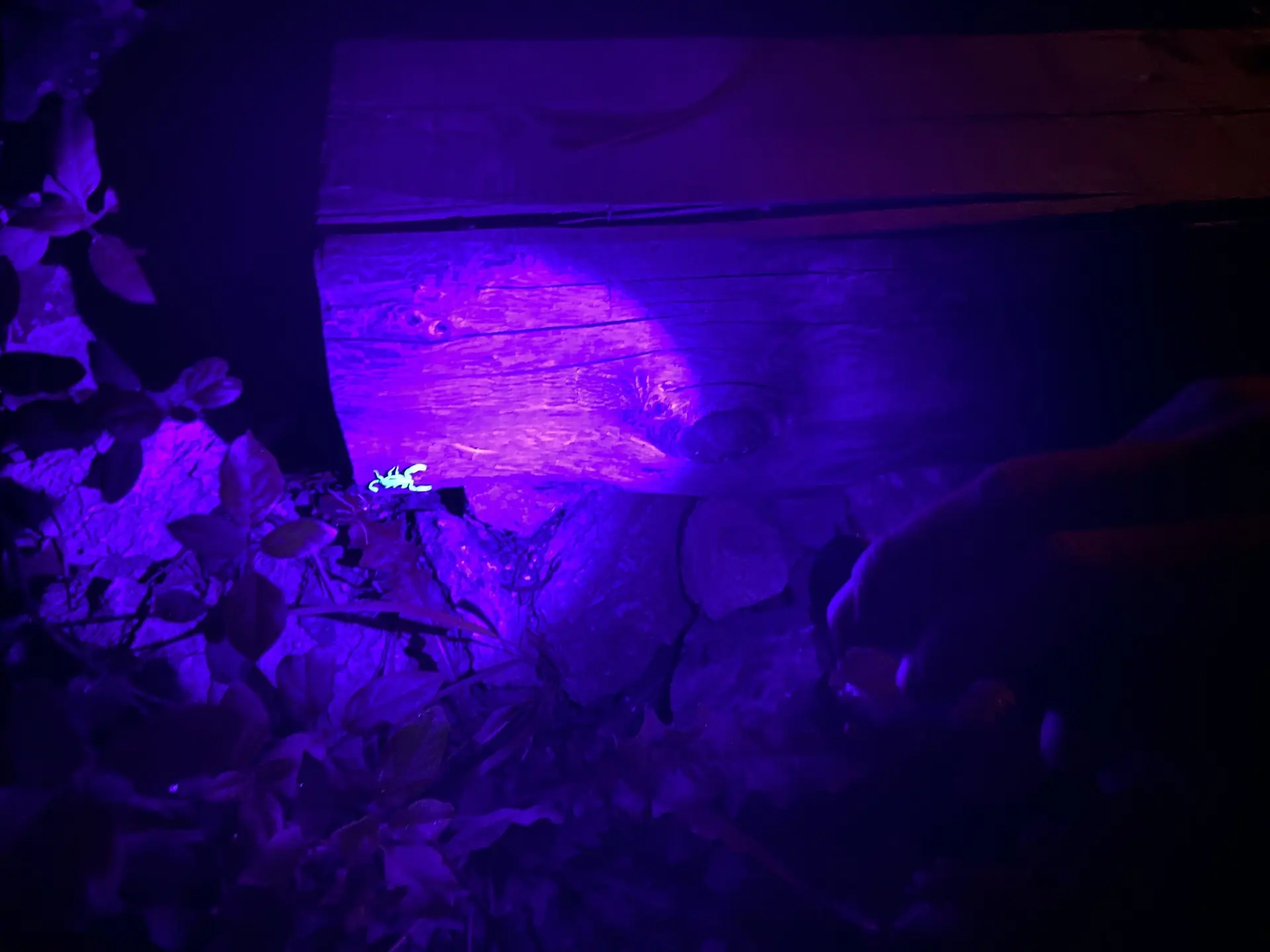 Balade nocturne Promenons-nous dans les bois Pierrefeu du Var