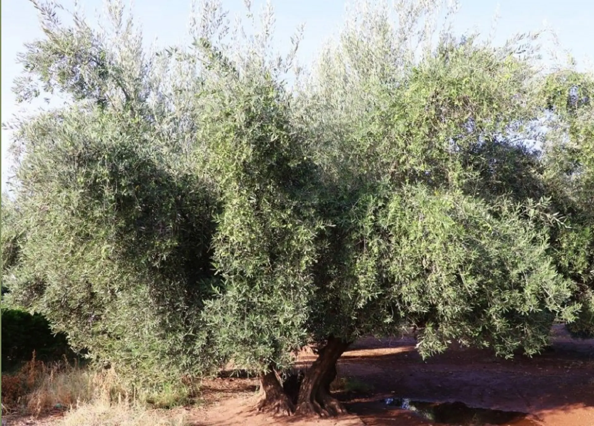 un olivier en Pays de Fayence