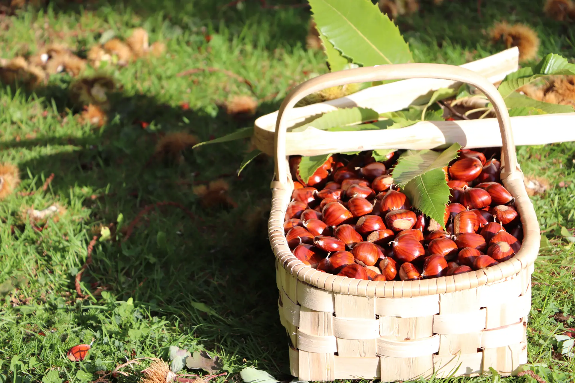 Panier de châtaignes