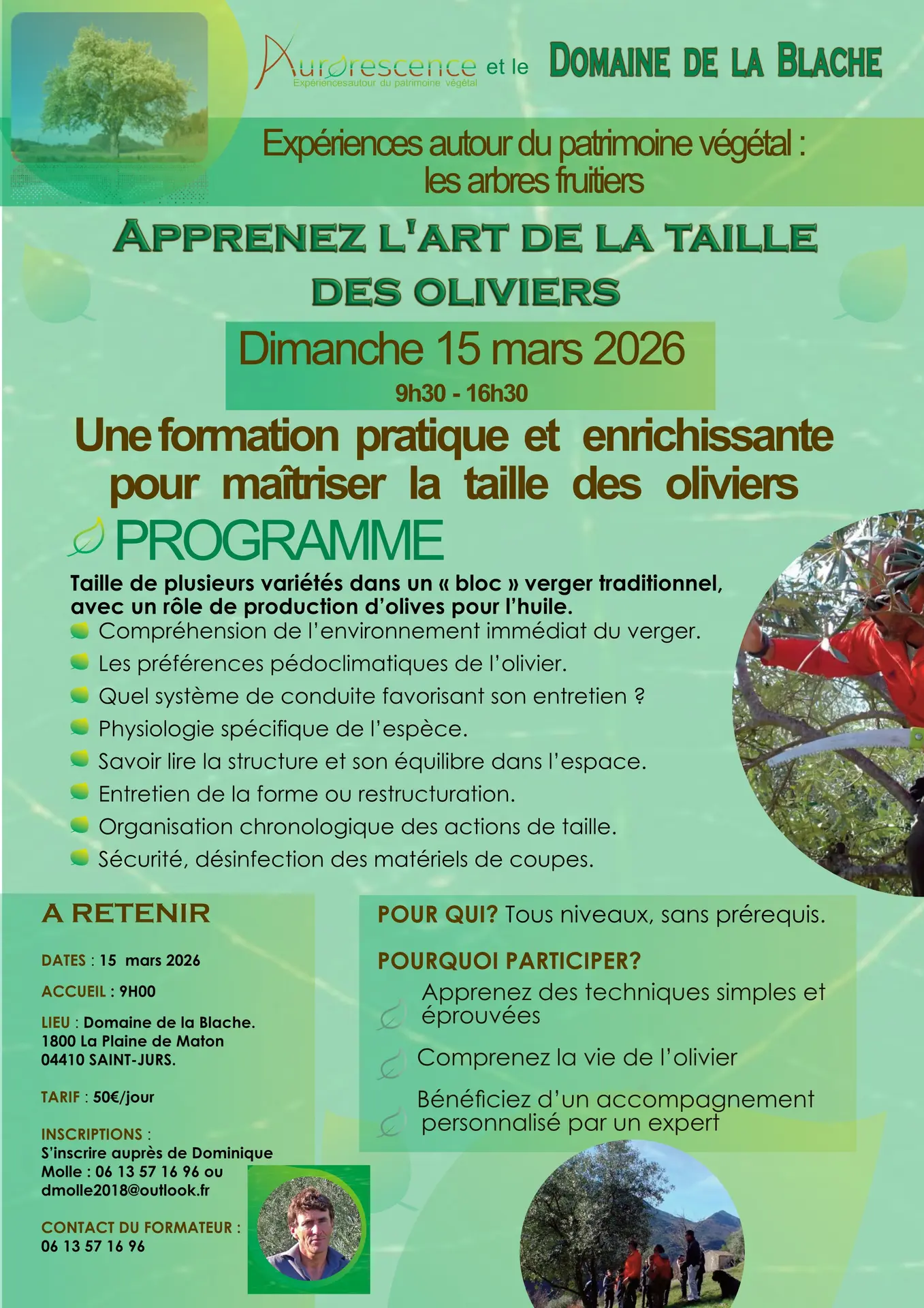 Apprenez l'art de la taille des oliviers