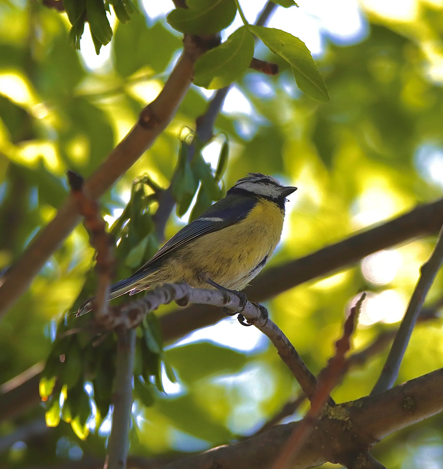 Photo d'une mésange bleue