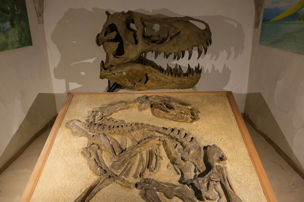 Dans la peau des paléontologues_Avignon