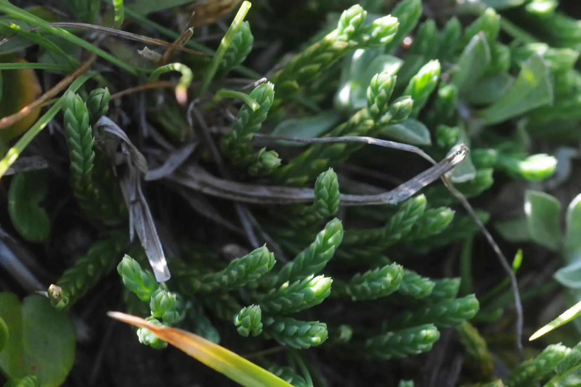 recherche de la patte de loup (la plante!)