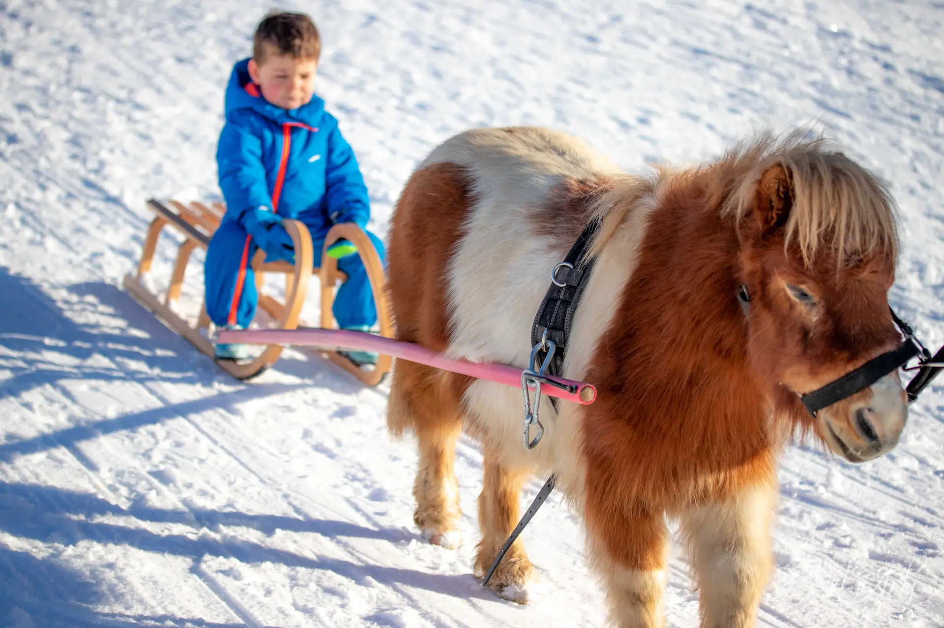 Poney Luge à Notre Dame de Bellecombe