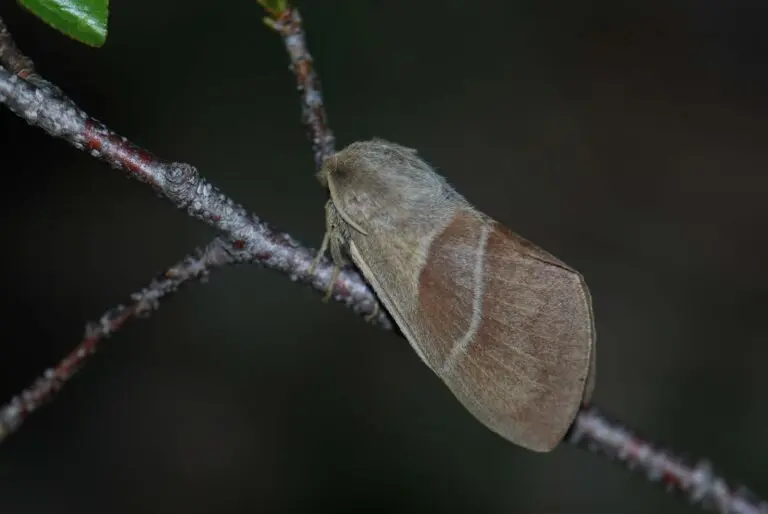 Un papillon de nuit printanier commun, le Bombyx de la ronce (Macrothylacia rubi)