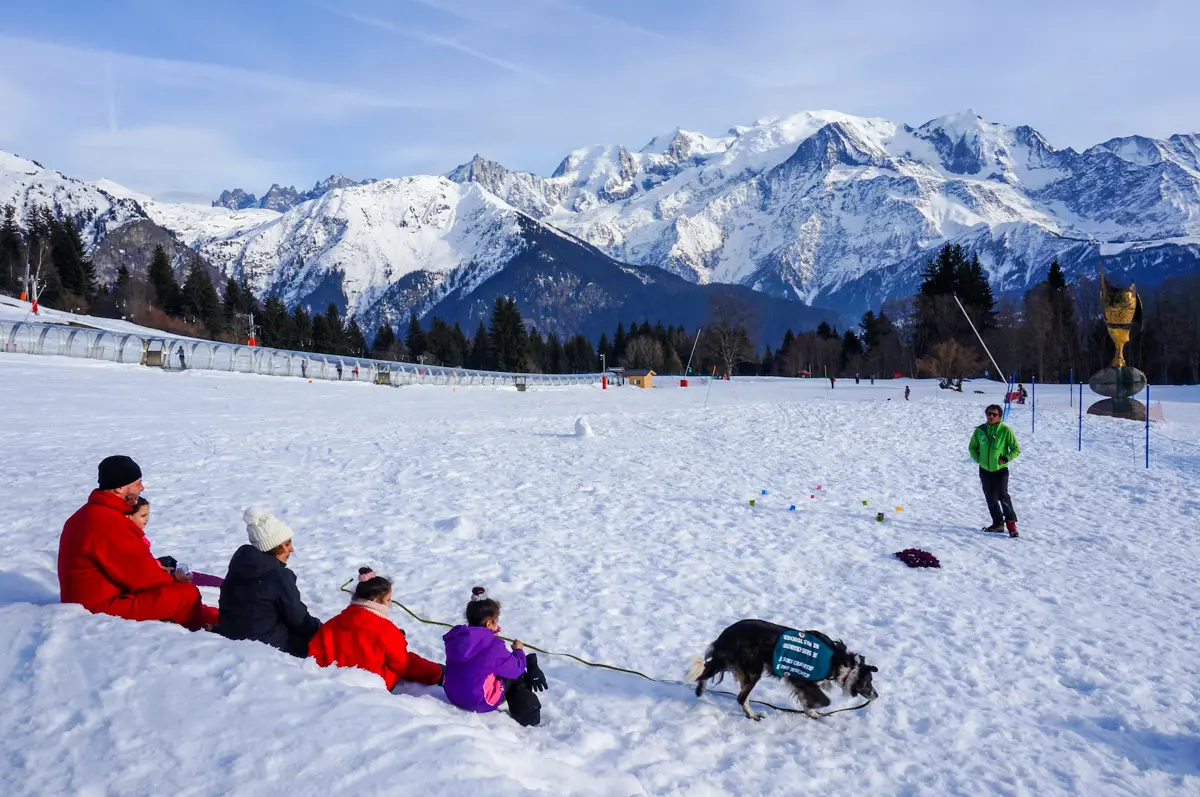 Entrainement chien d'avalanche