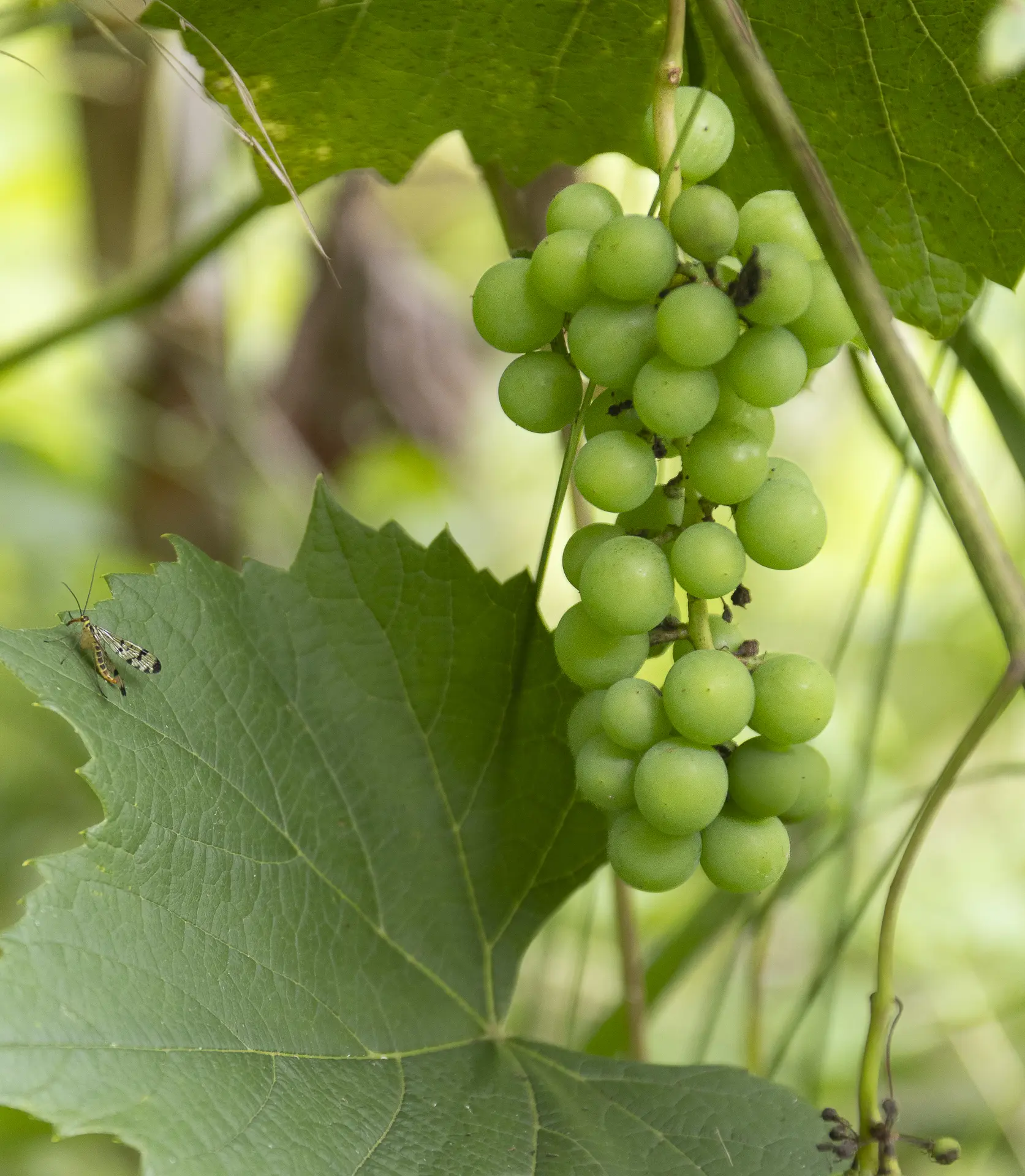 Balade gourmande aux Tours de Merle : À la découverte des plantes sauvages comestibles