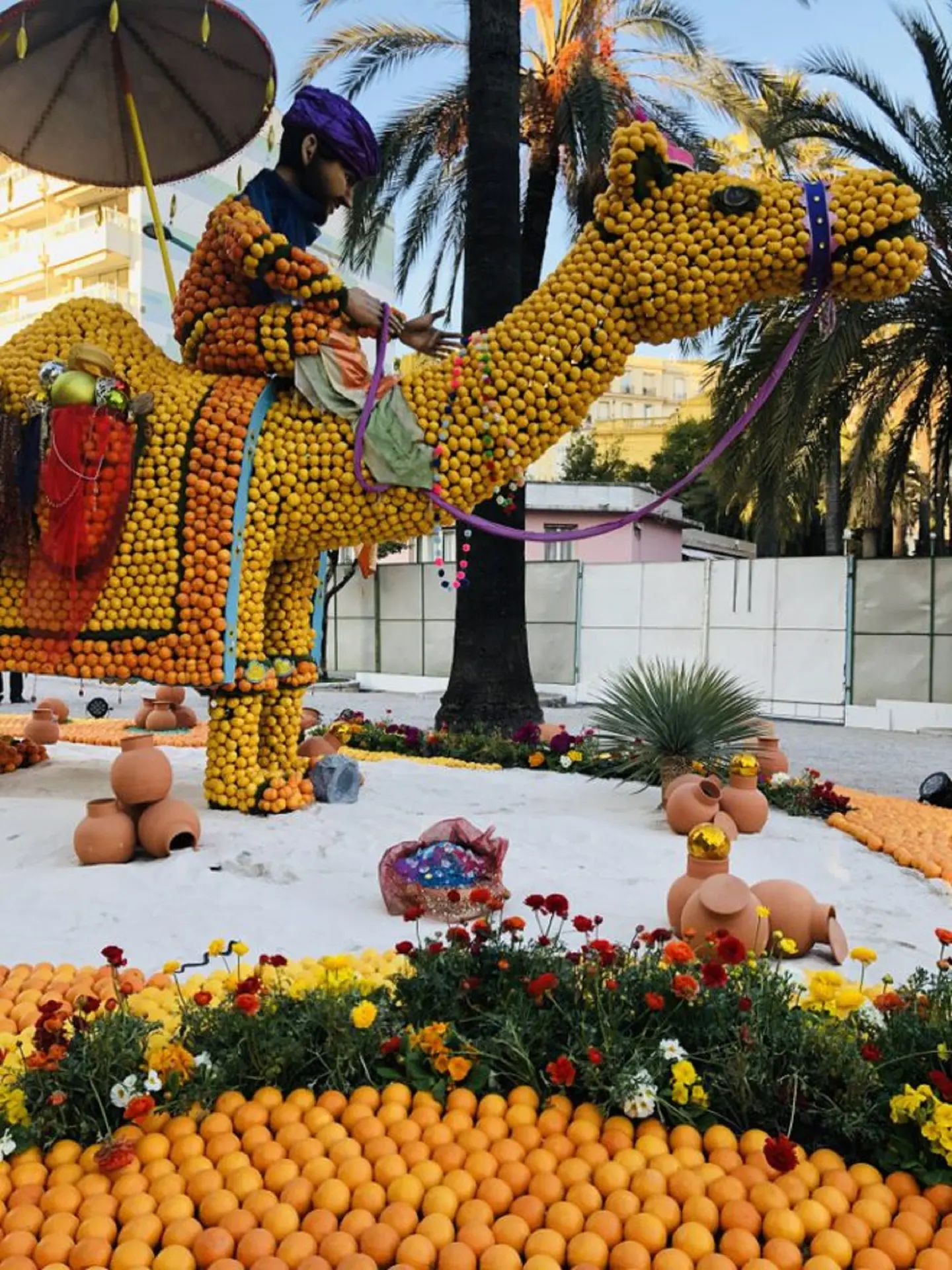 Exposition de motifs d'agrumes