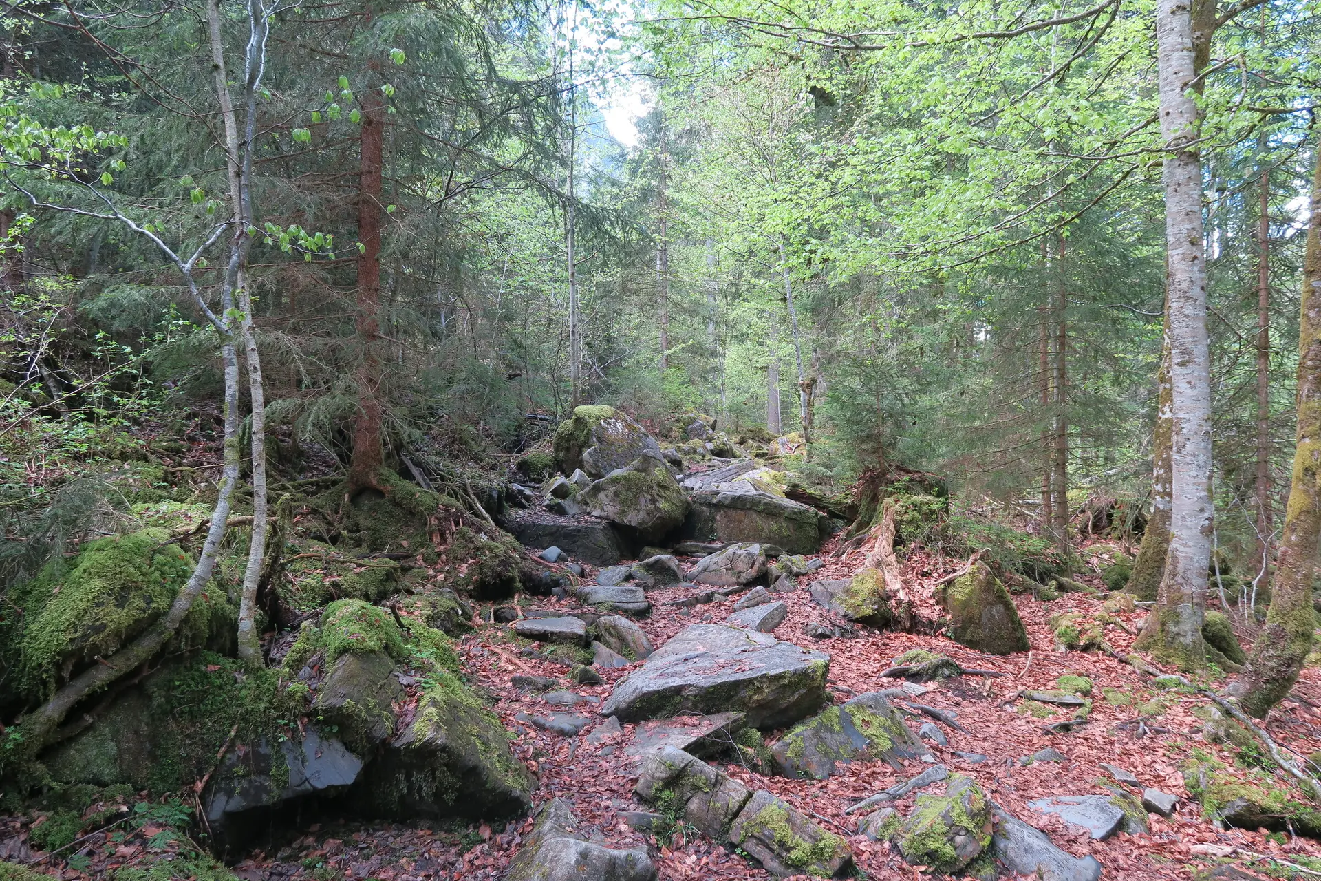 Sentier forestier
