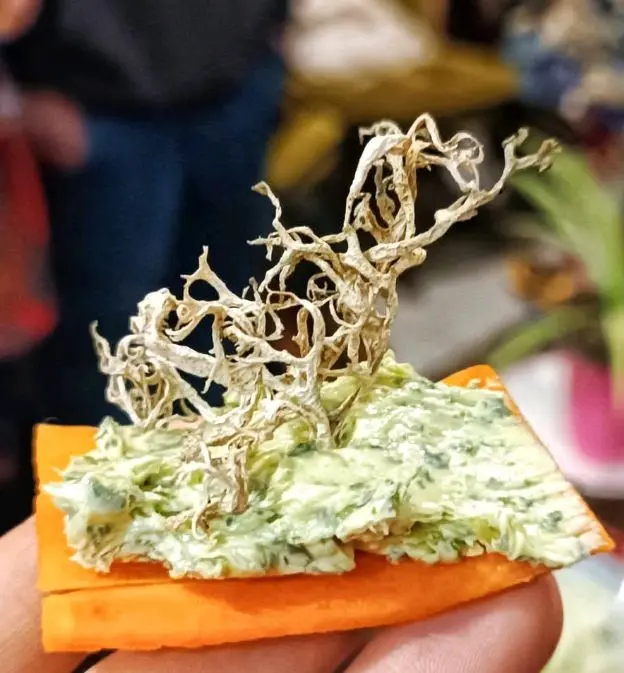 Balade gourmande aux Tours de Merle : À la découverte des plantes sauvages comestibles