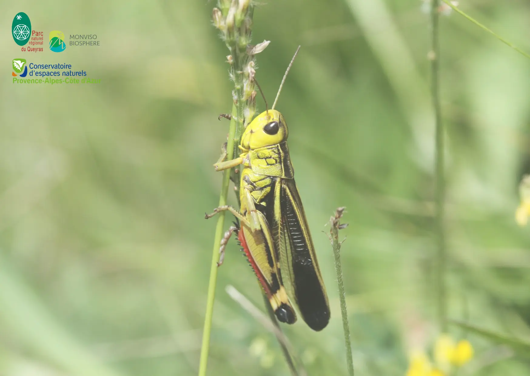 Arcyptère bariolée