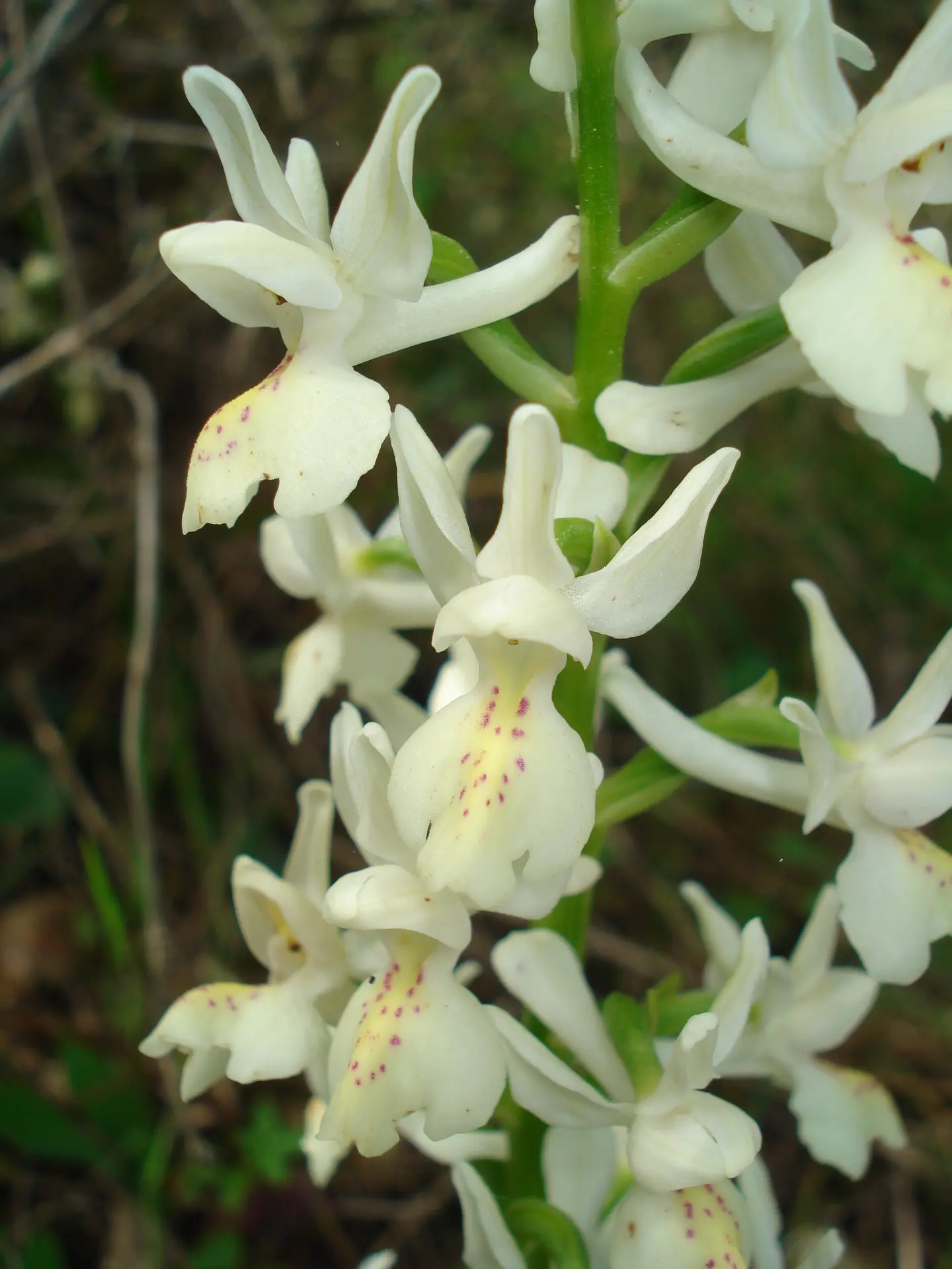 Orchis provincialis
