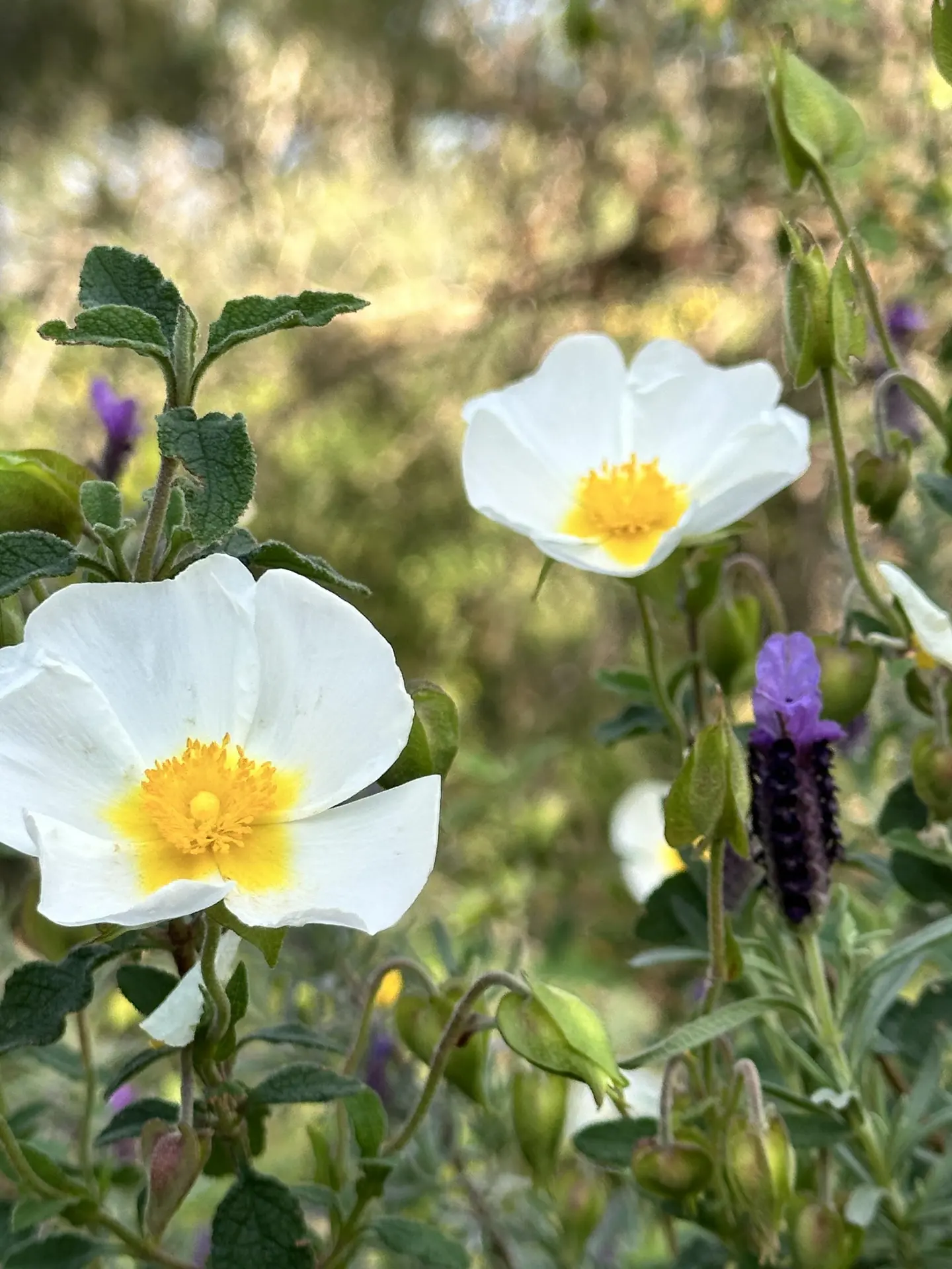 Fête de saison Printania_Rayol-Canadel sur Mer