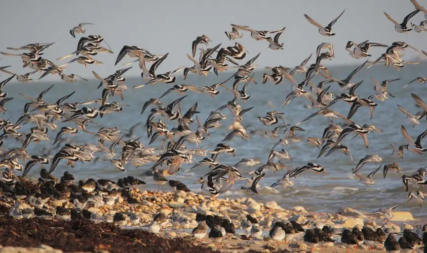 envol d'oiseaux sur la vasière