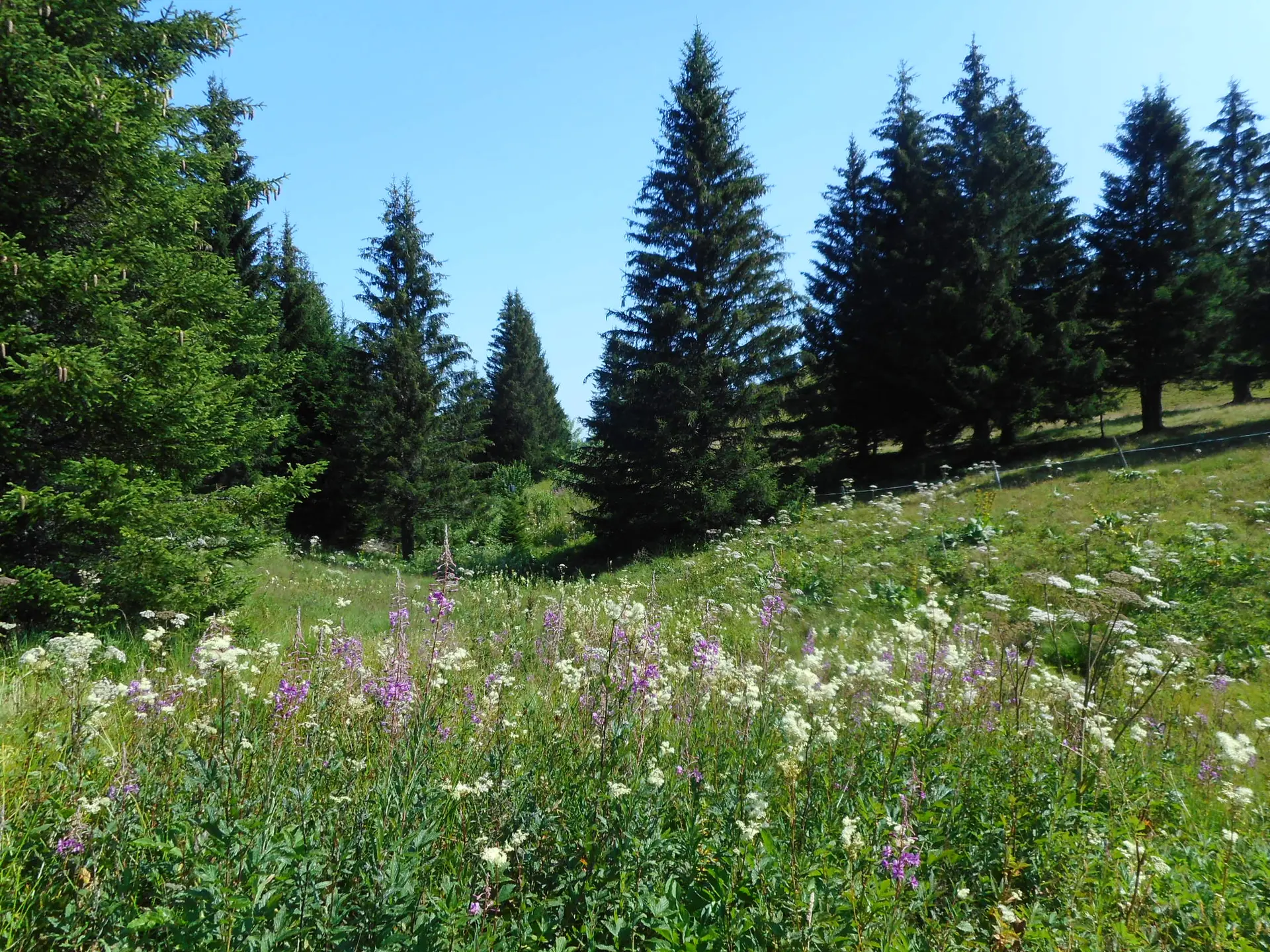 Zone humide en montagne