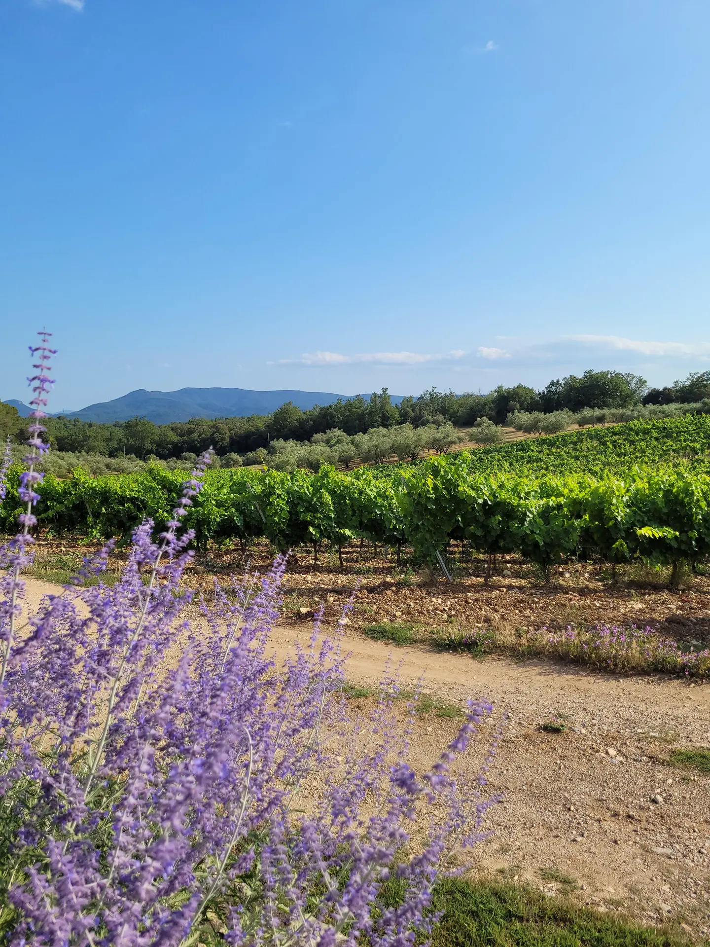 domaine des Selves