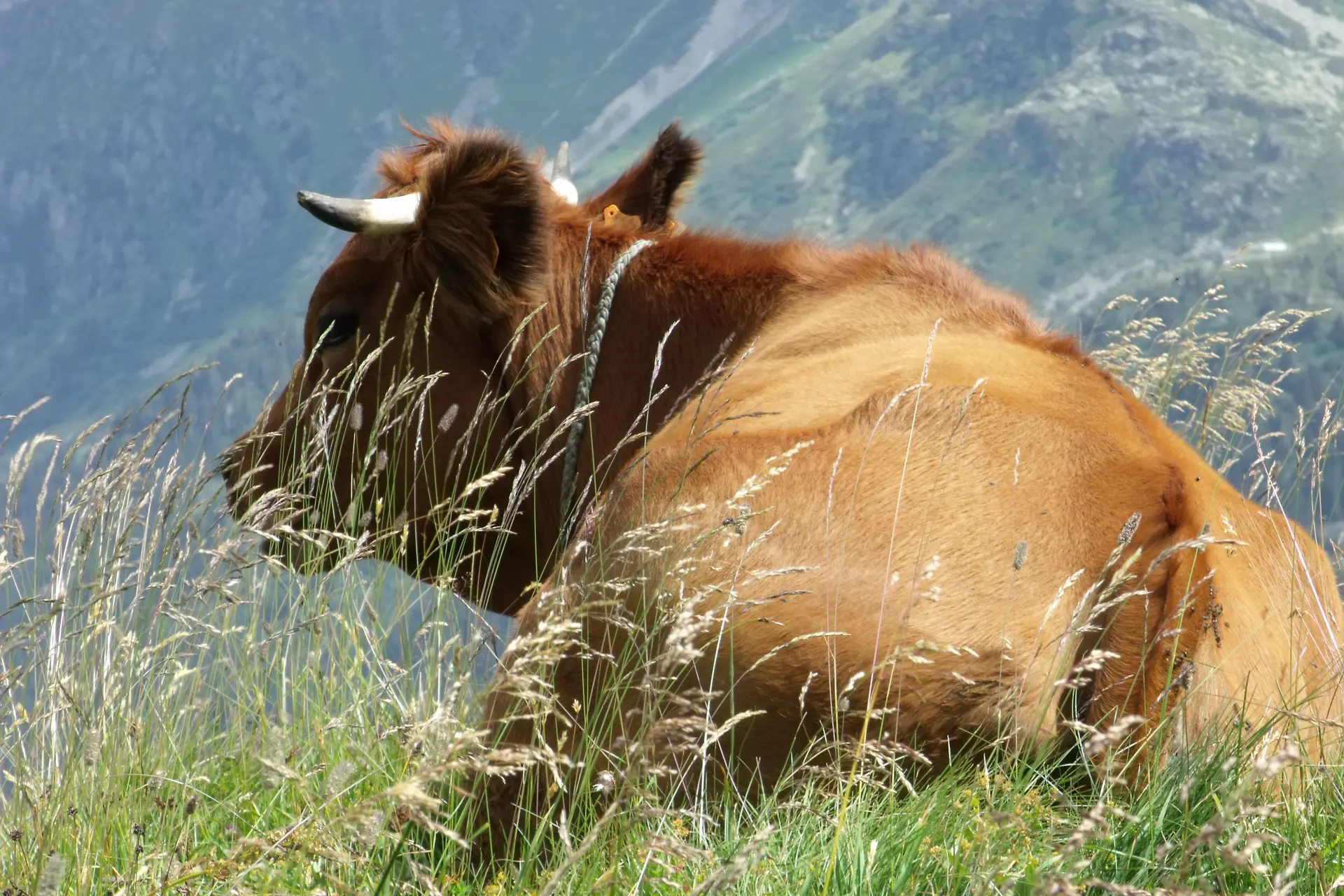 Vache tarine au col du Joly