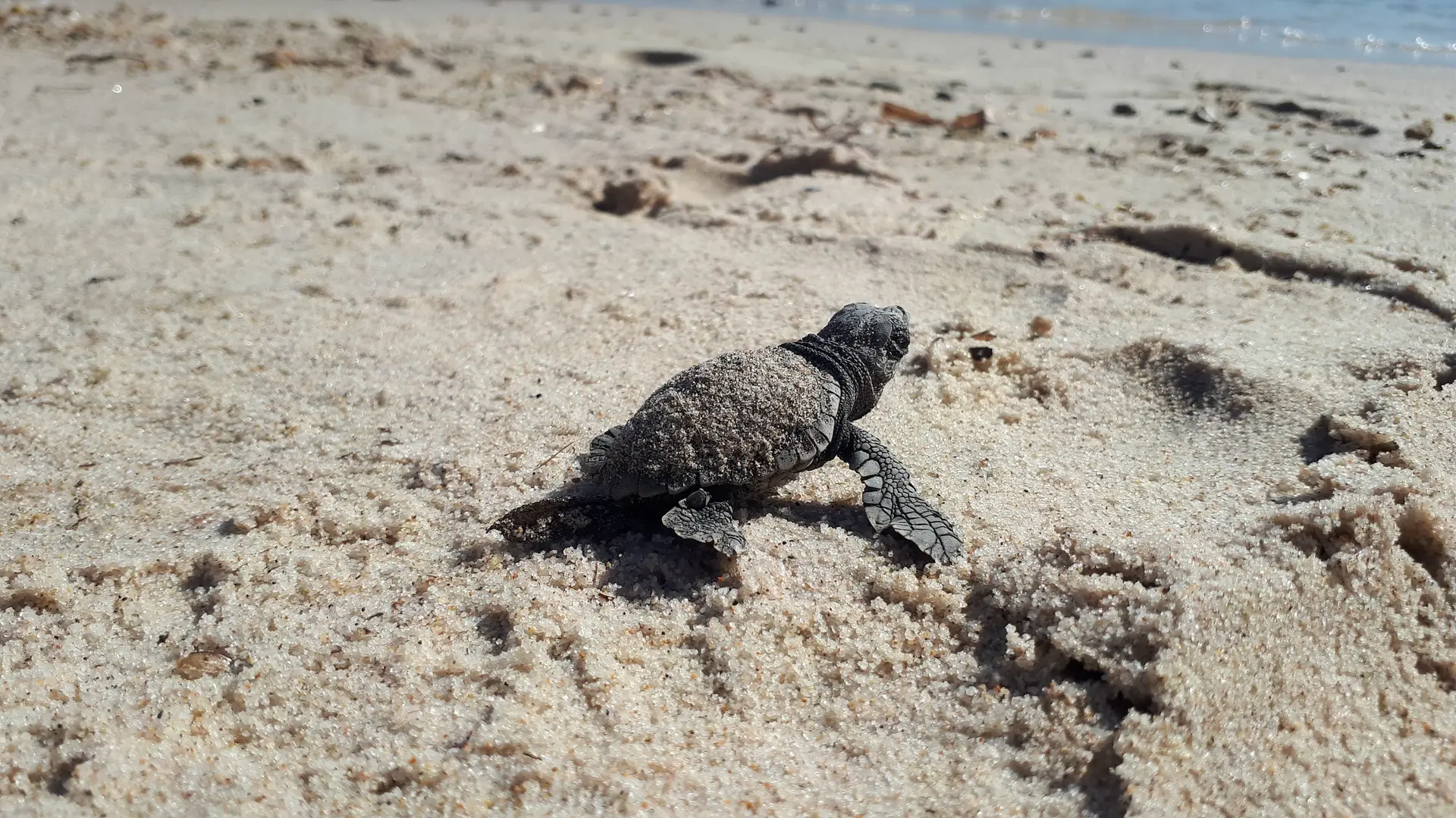 Tortillon se dirigeant vers la mer