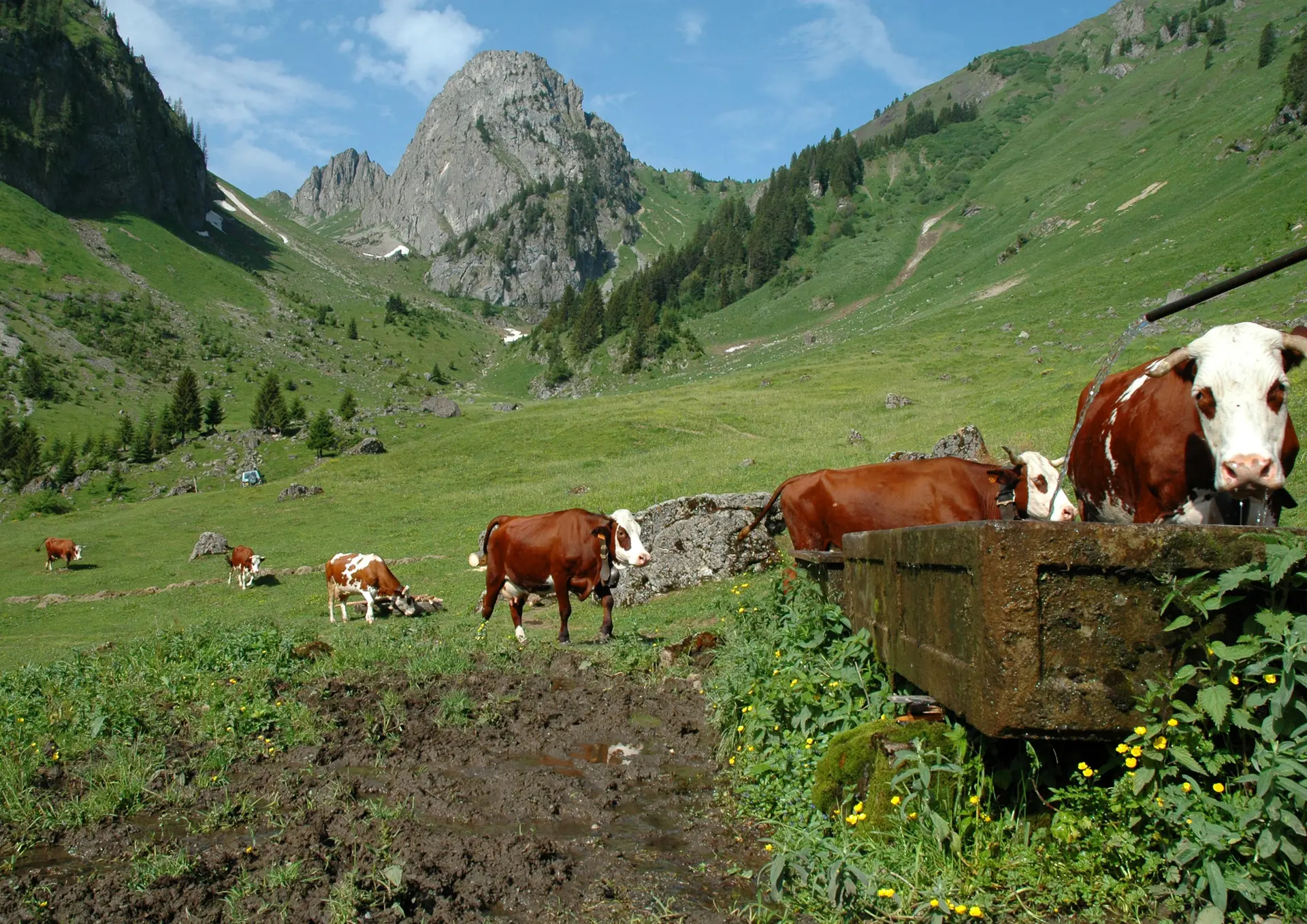 Alpage des Serranants in Abondance