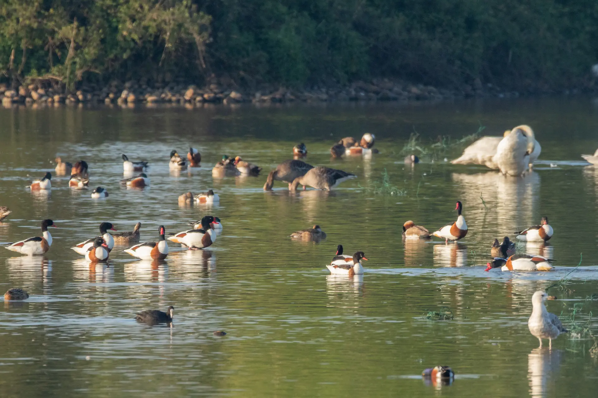 OIseaux sur l'étang du Grand Birieux
