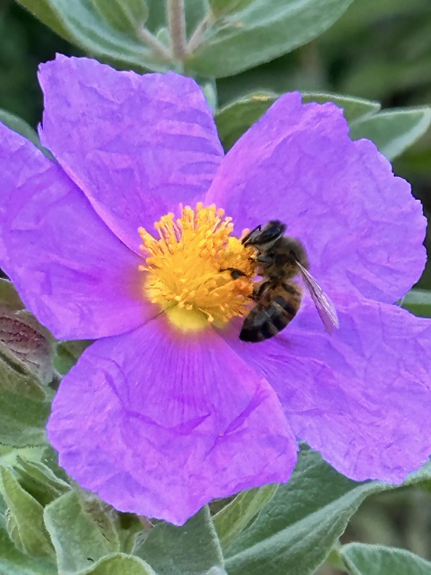 Fête de saison Printania_Rayol-Canadel sur Mer