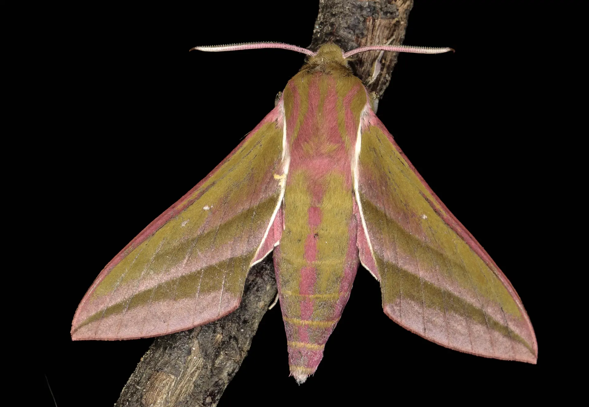 Deilephila elpenos – Le Sphinx de la Vigne