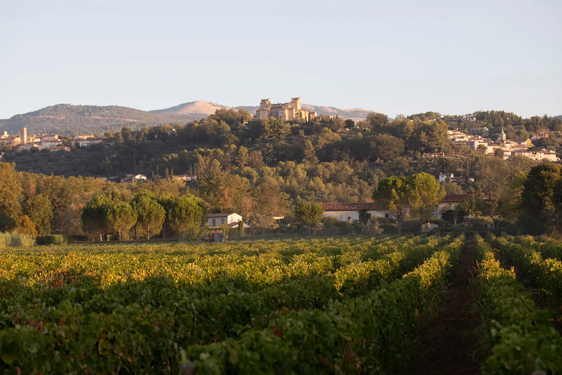 Vignes du domaine