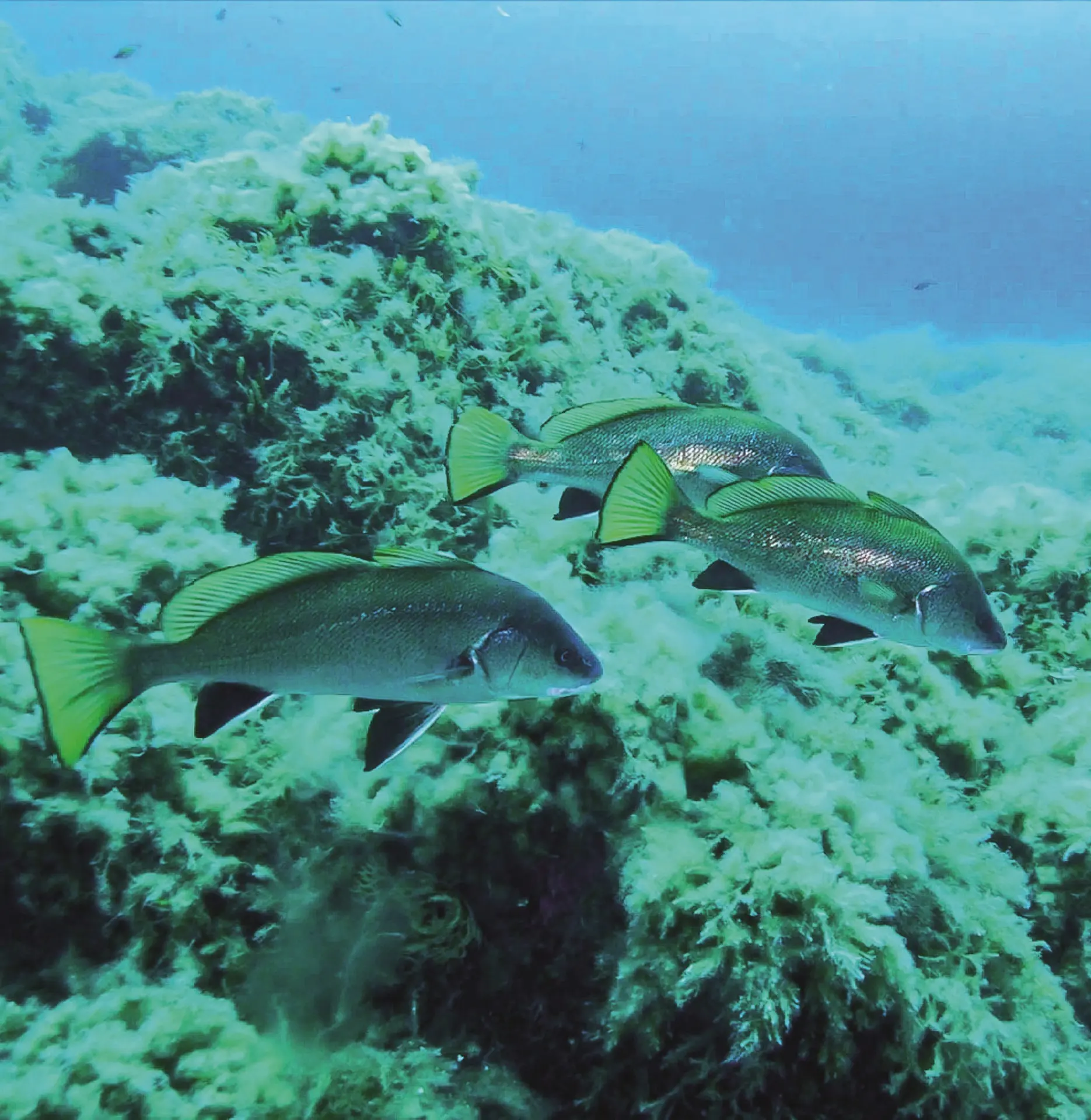 Découverte des fonds marins_Roquebrune-Cap-Martin