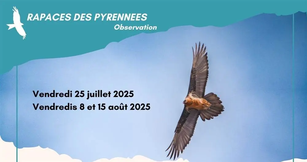 Rencontre avec les rapaces