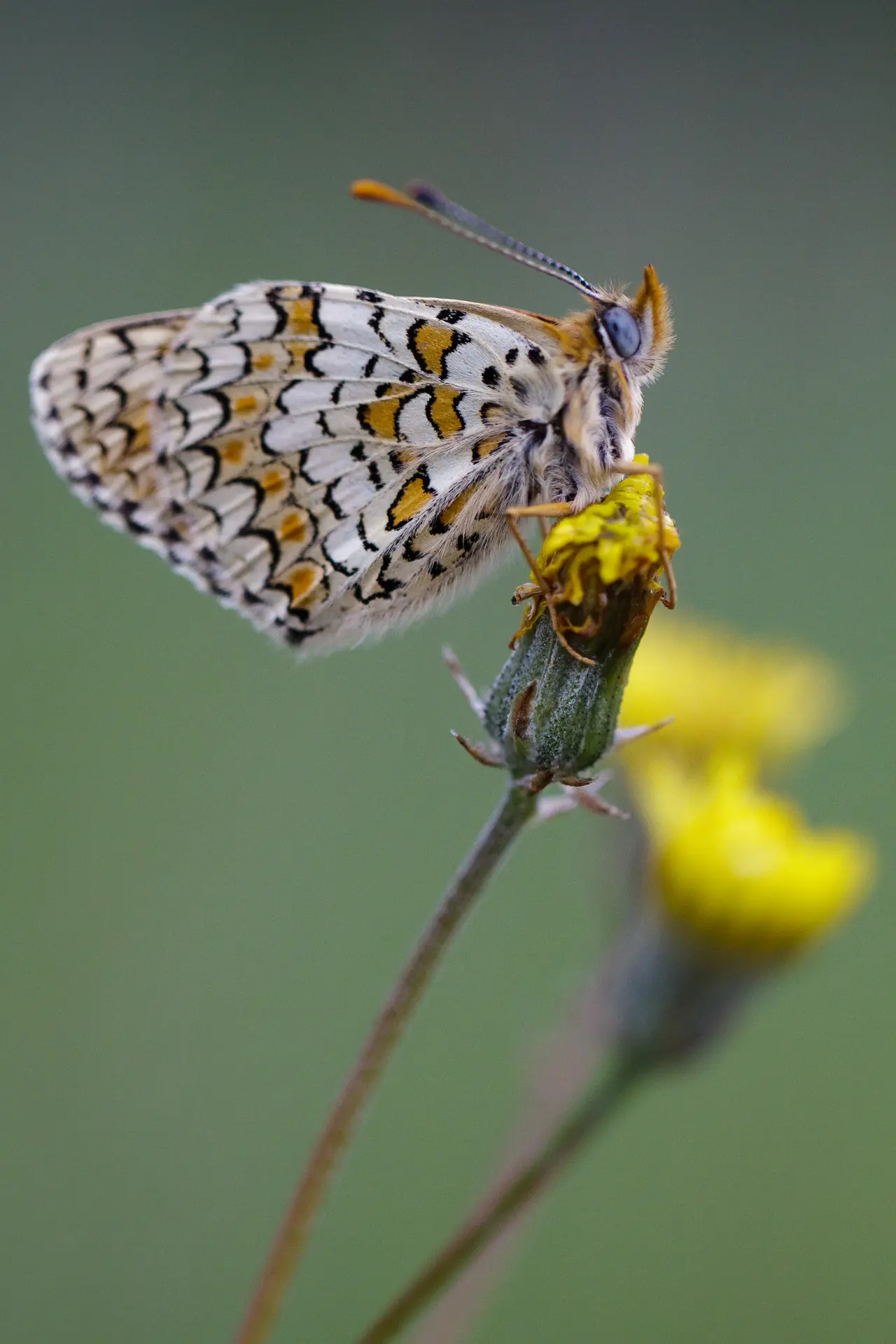 Mélitée des centaurées