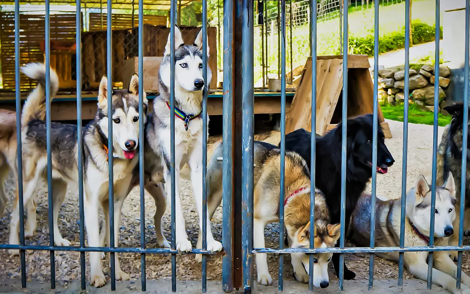 Visite du chenil à Magland