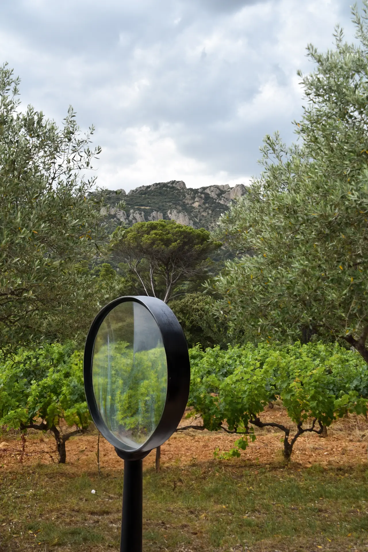 Enquête dans les vignes