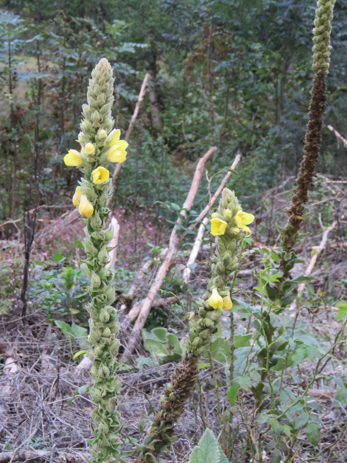 Conférence et atelier sur les plantes empoisonneuses - Rossillon