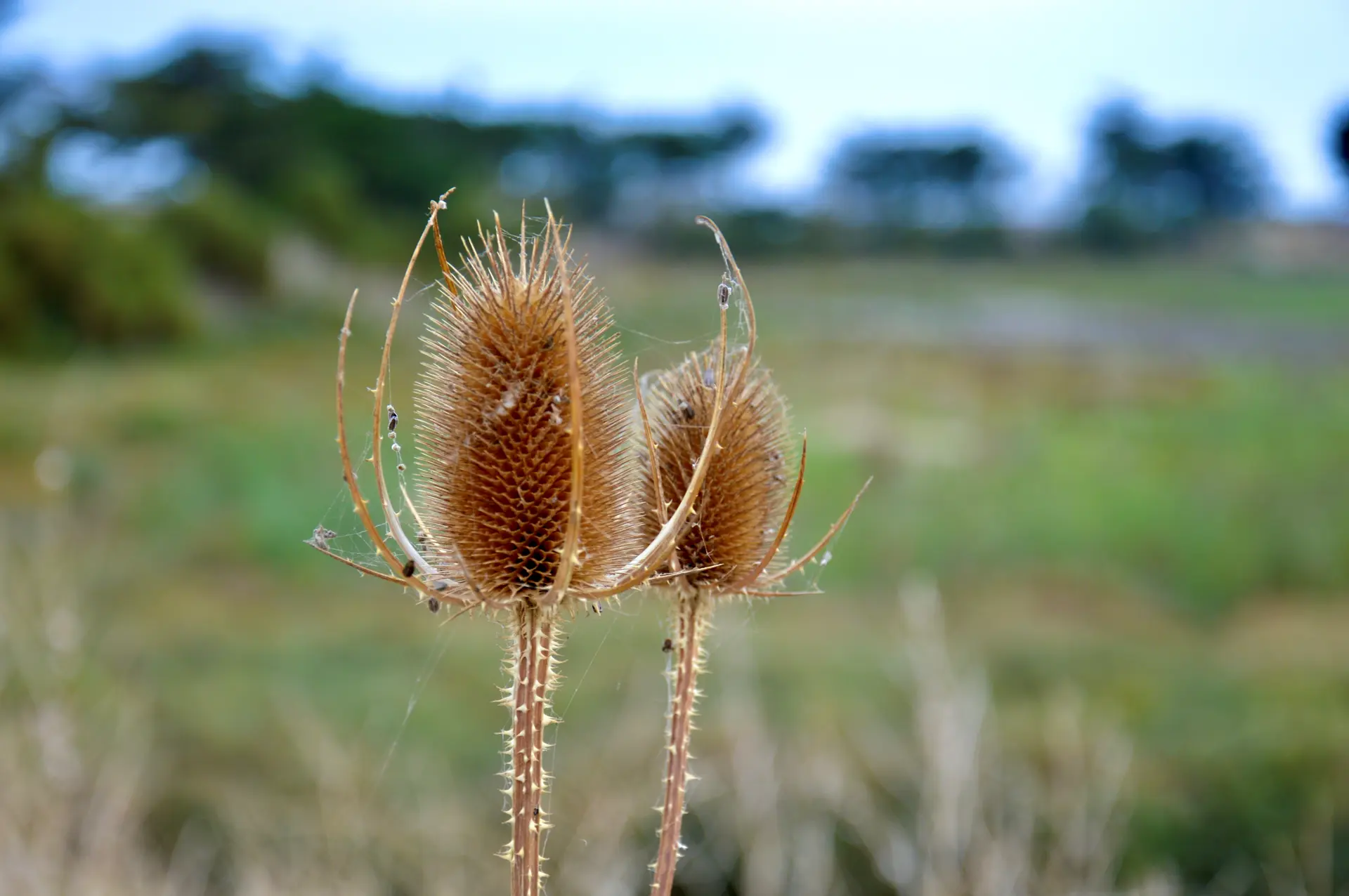 Fleur des marais d'Ars