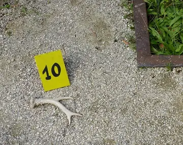 Animation famille : L'affaire du musée, sur la piste animale_Villages du lac de Paladru