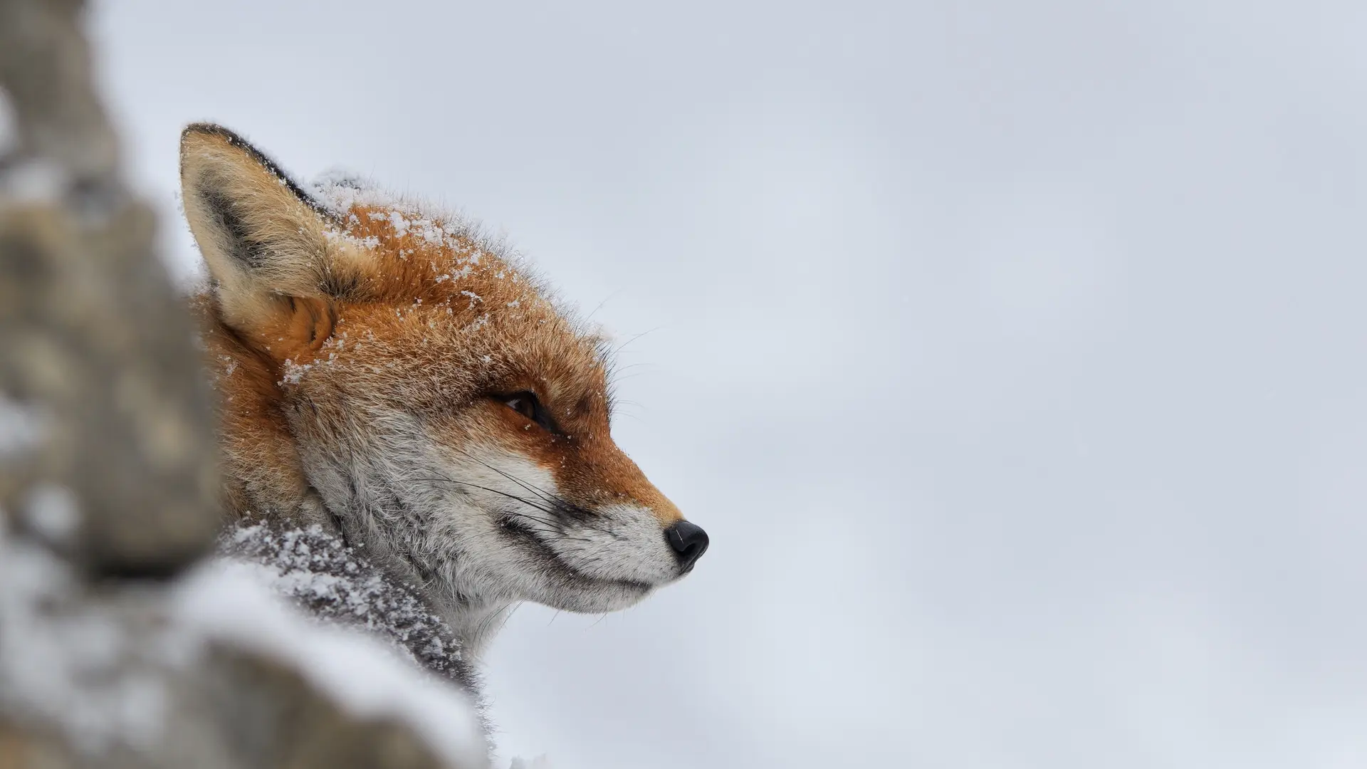 La tête d'un renard dans un paysage enneigé.