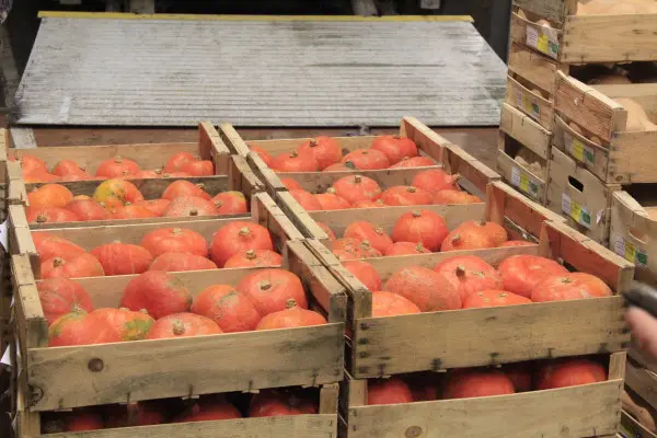 Visite exclusive du M.I.N des Arnavaux